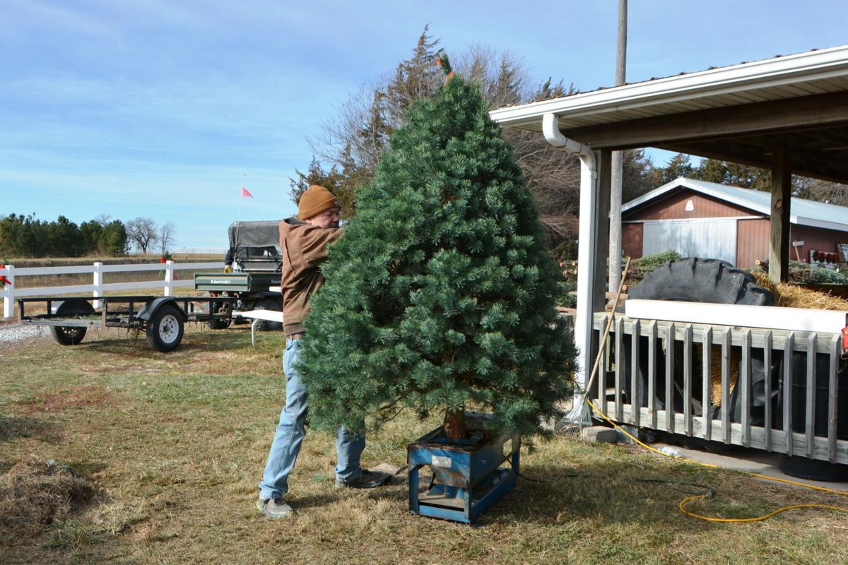 at pinecrest tree farm christmas is a full time job at pinecrest tree farm christmas is a full time job