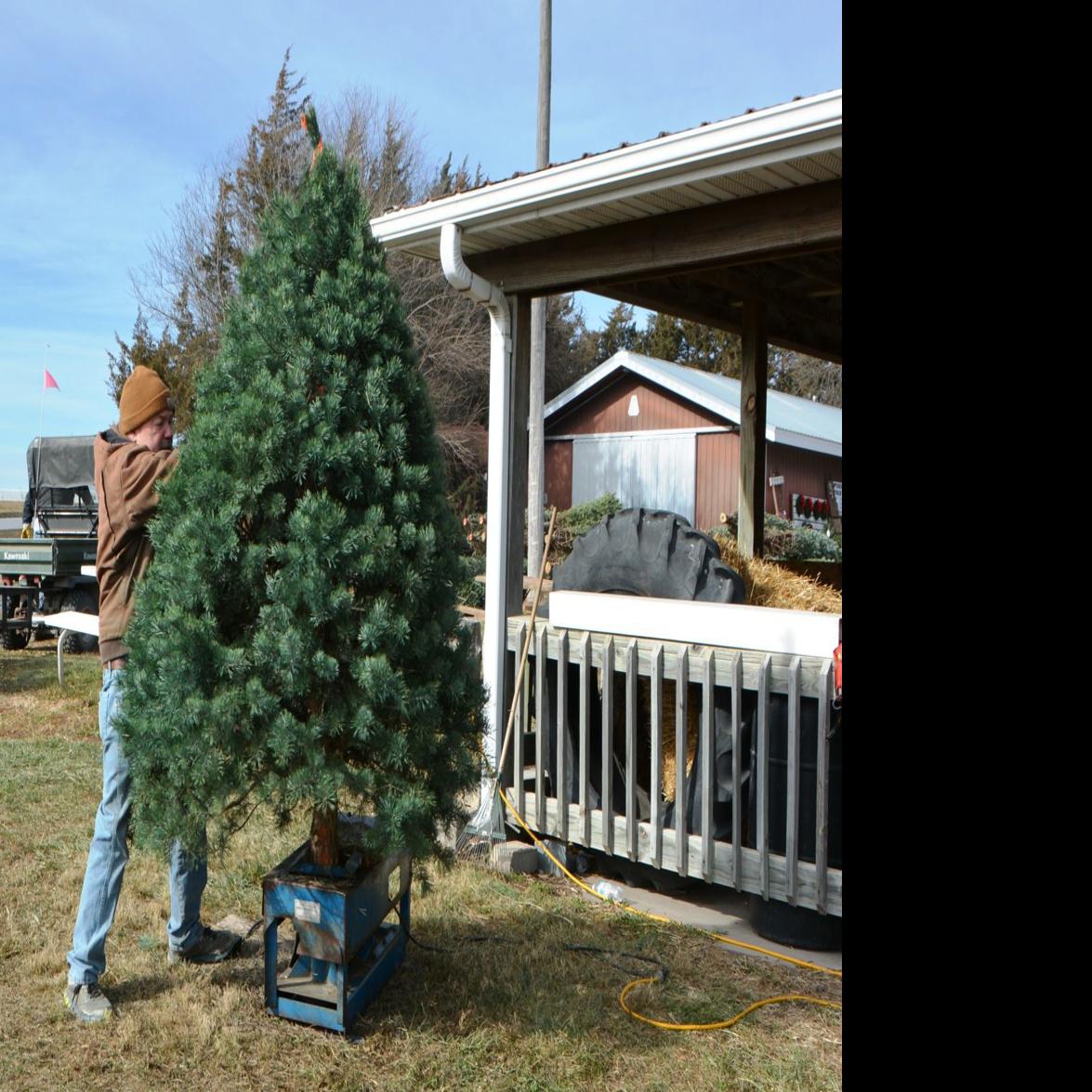 At Pinecrest Tree Farm Christmas Is A Full Time Job Local News Beatricedailysun Com
