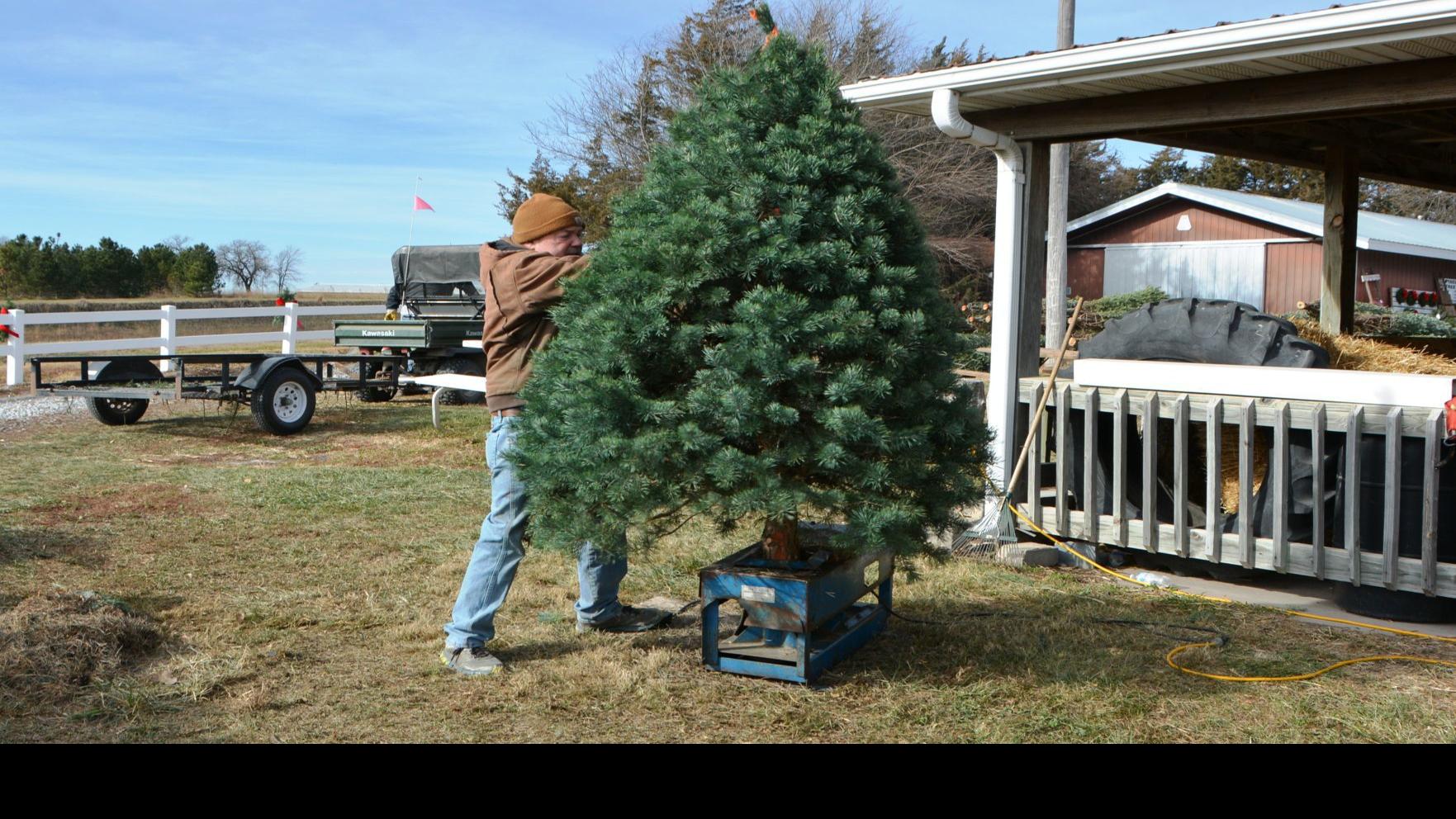 At Pinecrest Tree Farm Christmas Is A Full Time Job Local News Beatricedailysun Com