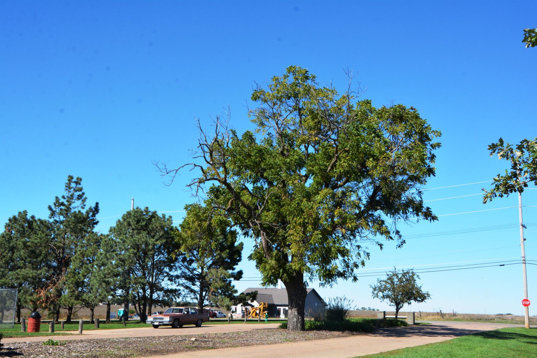 City to begin ash tree removal