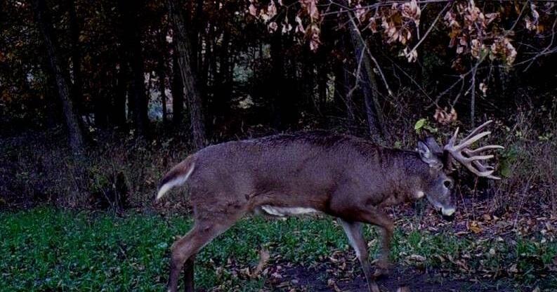 Deer rutting season has 7 phases. Here's what that means.