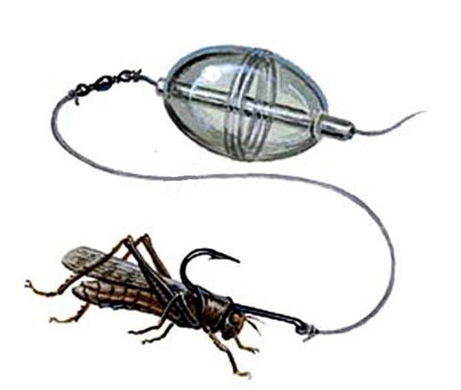It is September, so that means fishing with grasshoppers as bait