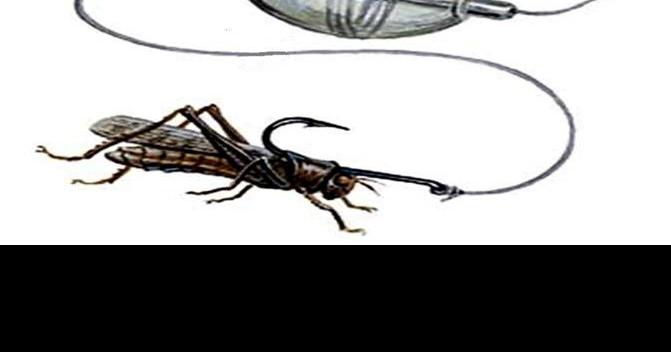 It is September, so that means fishing with grasshoppers as bait