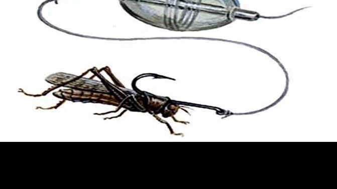 It is September, so that means fishing with grasshoppers as bait
