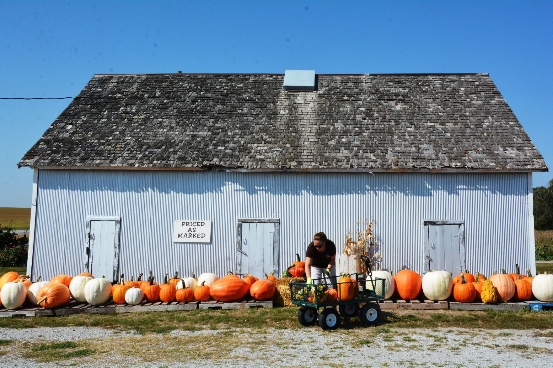 Pumpkin season is right around the Korner