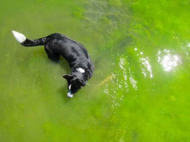 Blue-Green Algae  Water Quality Dashboard