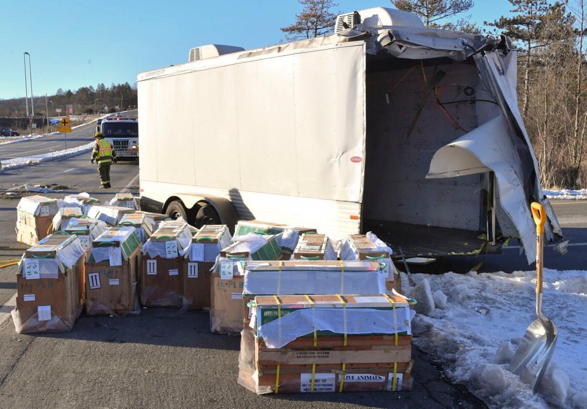 Hundred Monkeys Truck Crash National News
