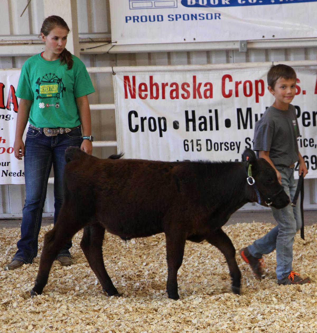 Bucket calves take the ring News