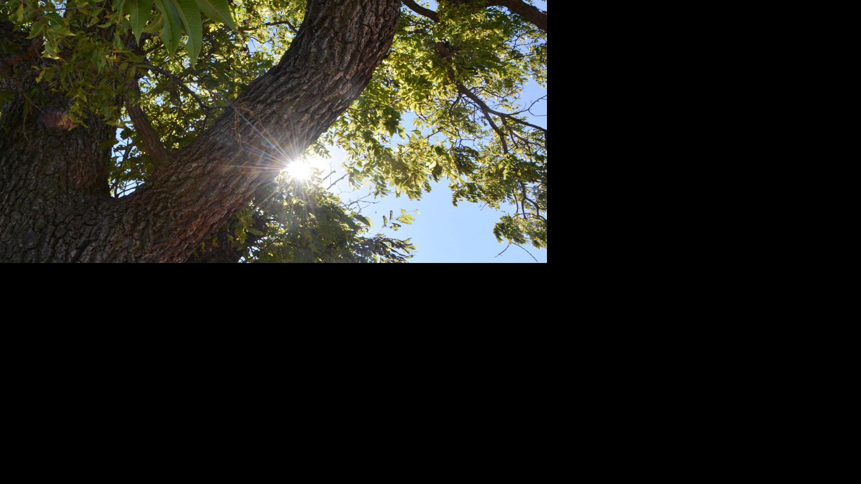 City to begin ash tree removal