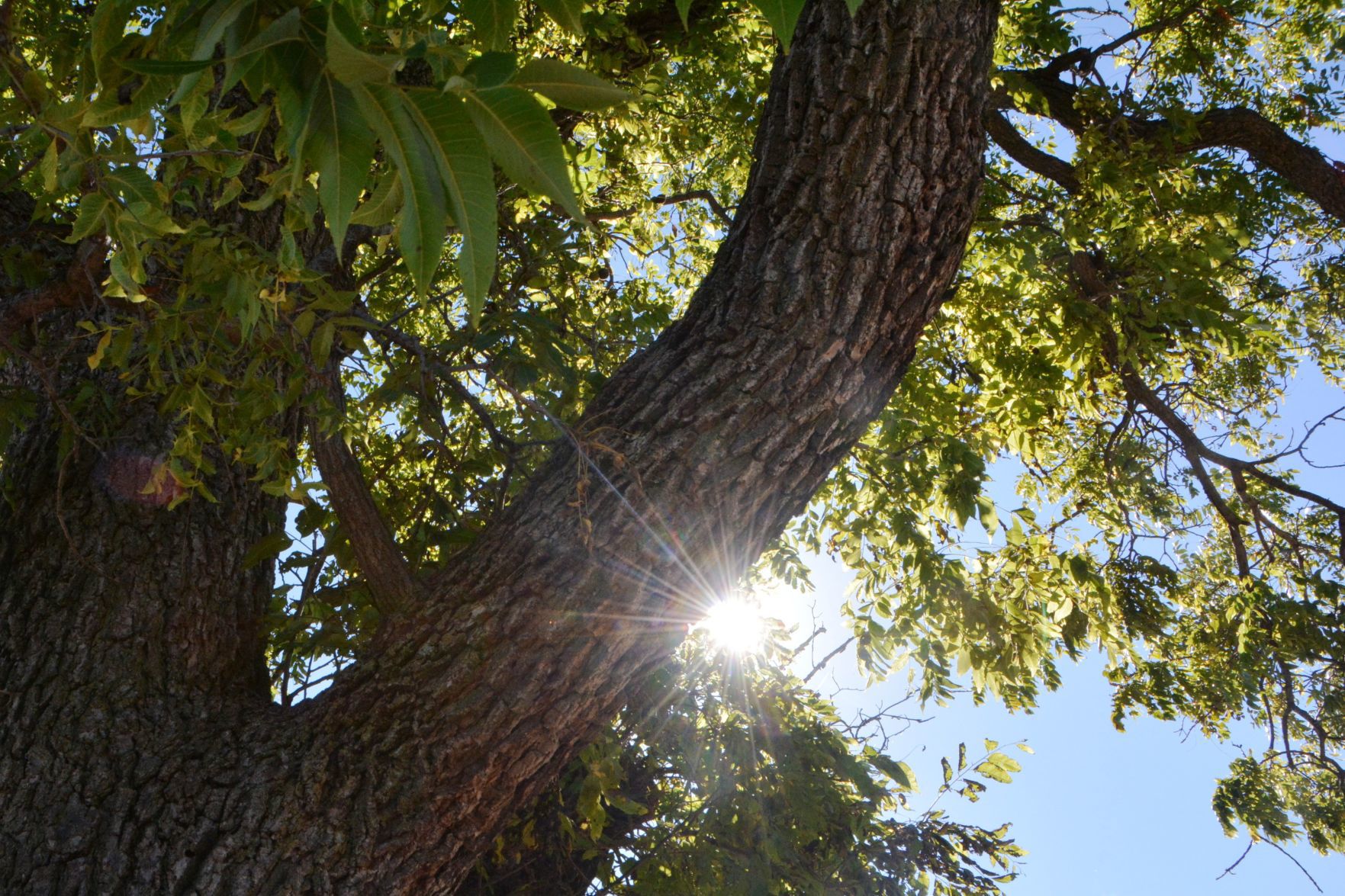 City to begin ash tree removal