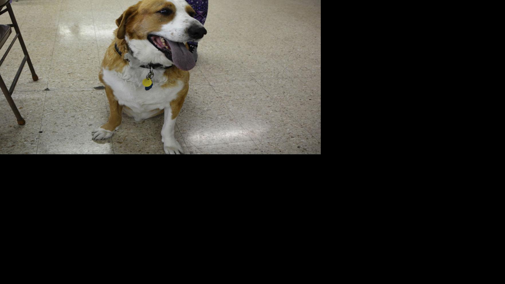 Dogs Against Domestic Violence raises awareness and gets tails wagging