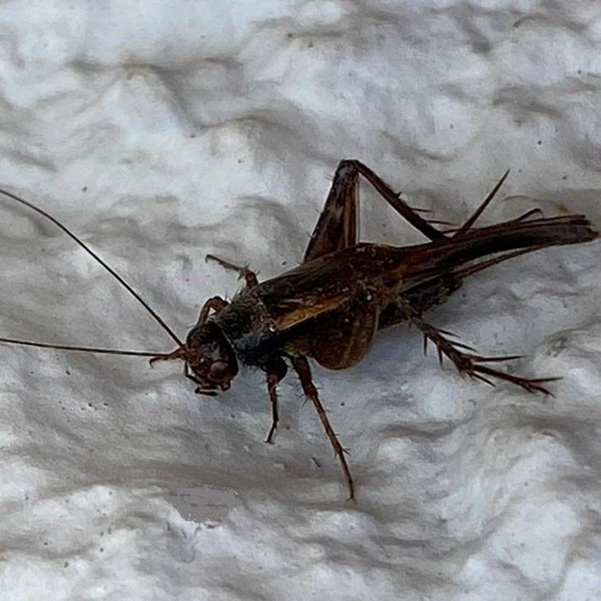 Crickets Are More Than Just Noisy Insects Local Beatricedailysun Com