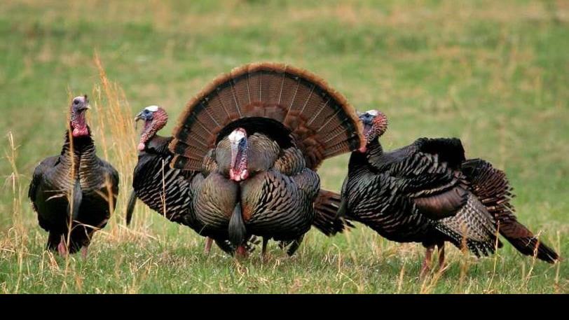 A few last minute tips on turkey hunting