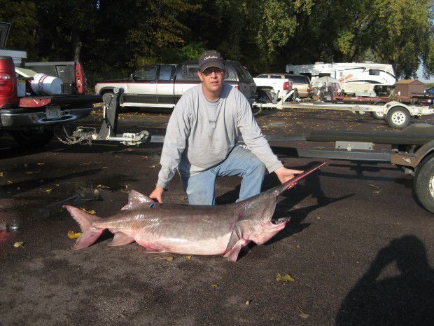 Paddlefish