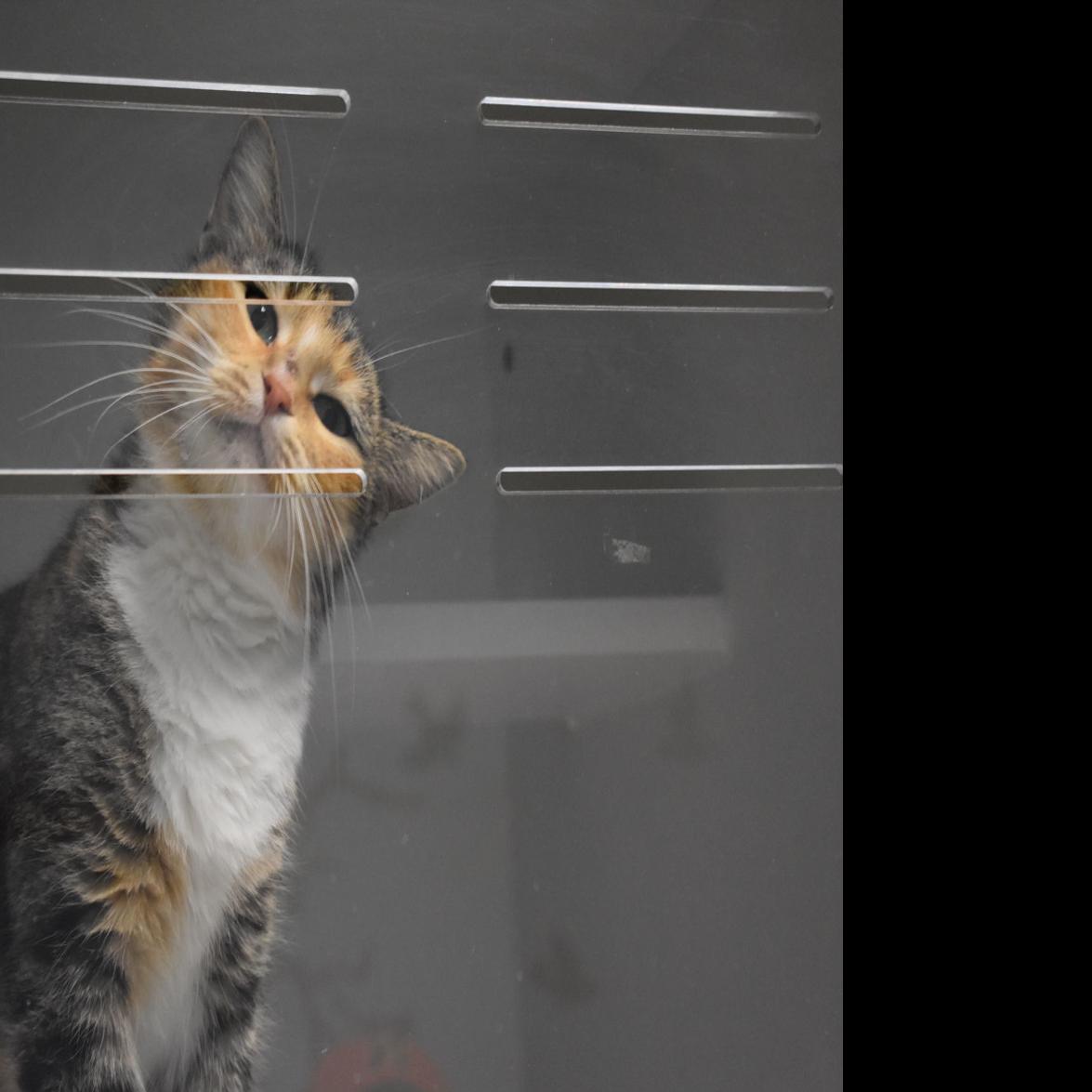 2019 Pet Licenses Available At City Clerk S Office Local News