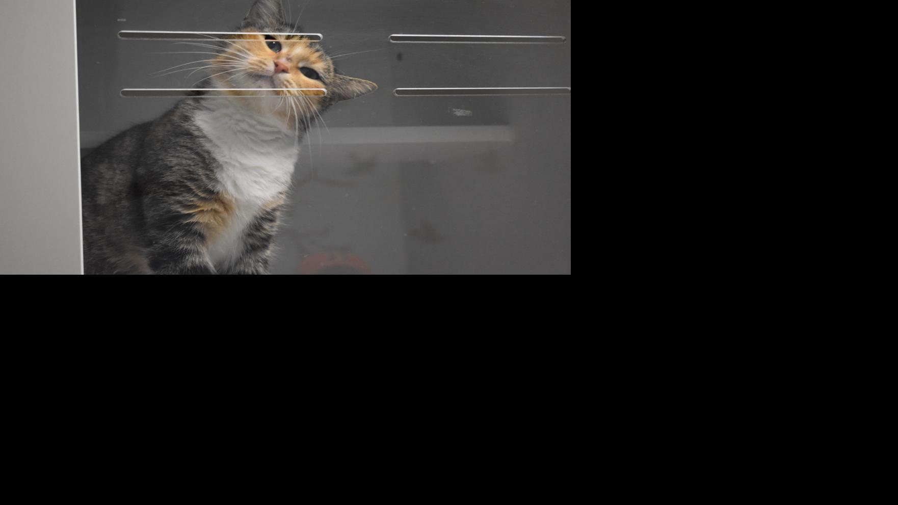 2019 pet licenses available at City Clerk's Office