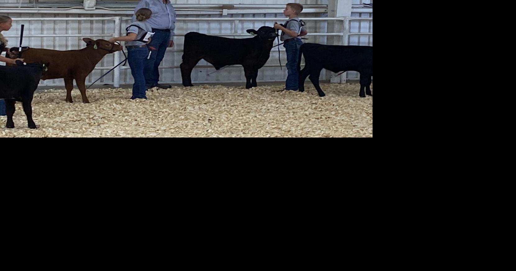 Bucket calf interviews and show roll out livestock at fair