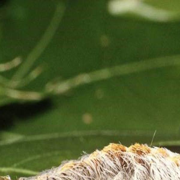 What Else Can Be A Problem In 2020 Local Beatricedailysun Com The bugs are also quite small. what else can be a problem in 2020