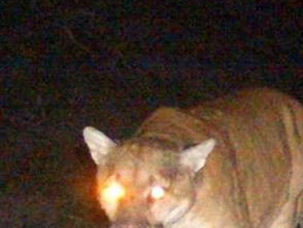 Mountain Lions Are Here And Here To Stay Local