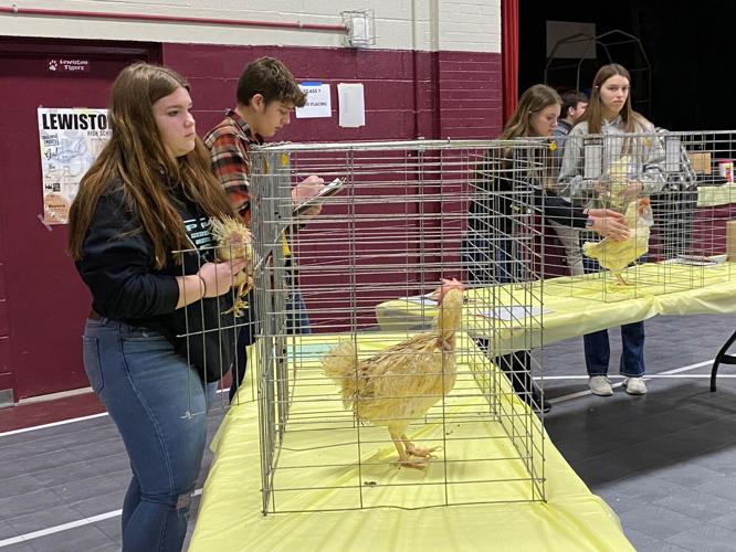 Lewiston FFA hosts poultry judging contest