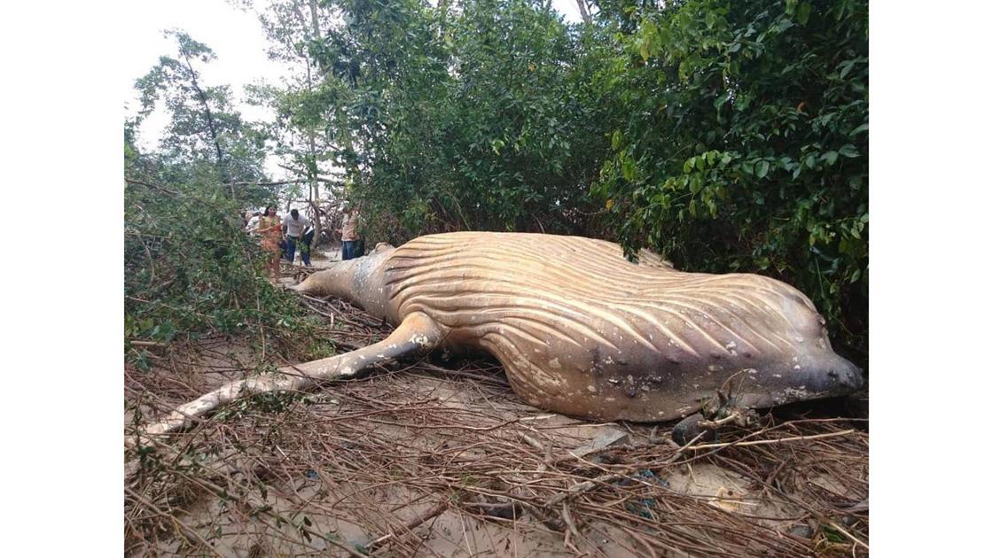 How a dead humpback whale ended up in a mangrove forest
