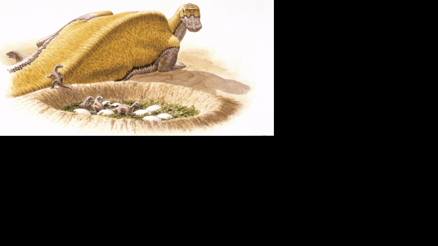 Eggshells suggest dinosaur blood ran hot, not cold, study says