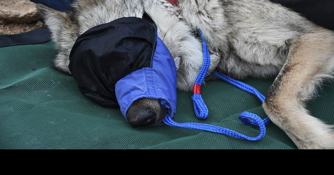 Wandering wolf of the Southwest confined through 2025 breeding season in hopes of producing pups