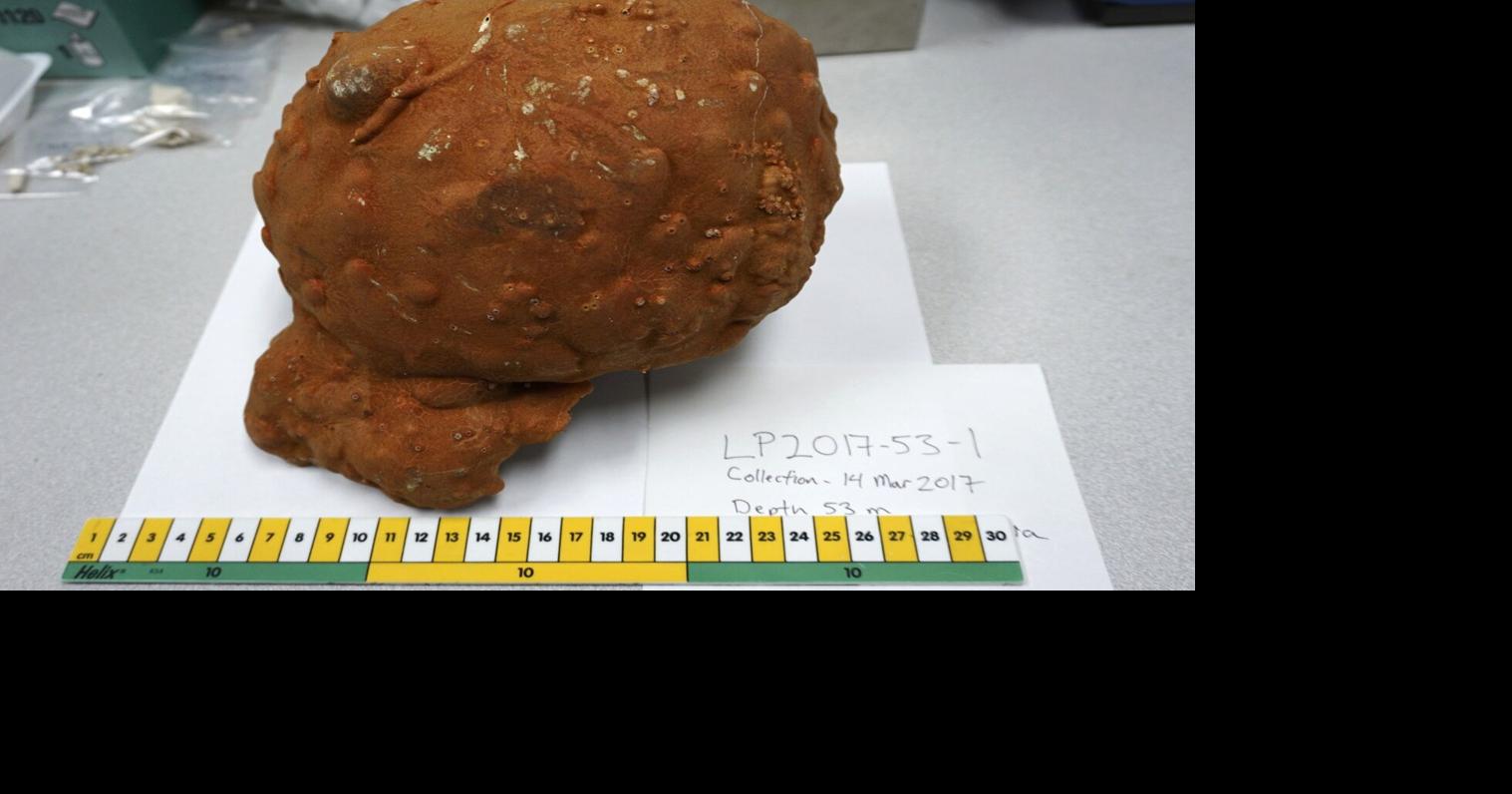 Ocean sponges suggest Earth has warmed longer, more than thought: &lsquo;Time&rsquo;s running out&rsquo;