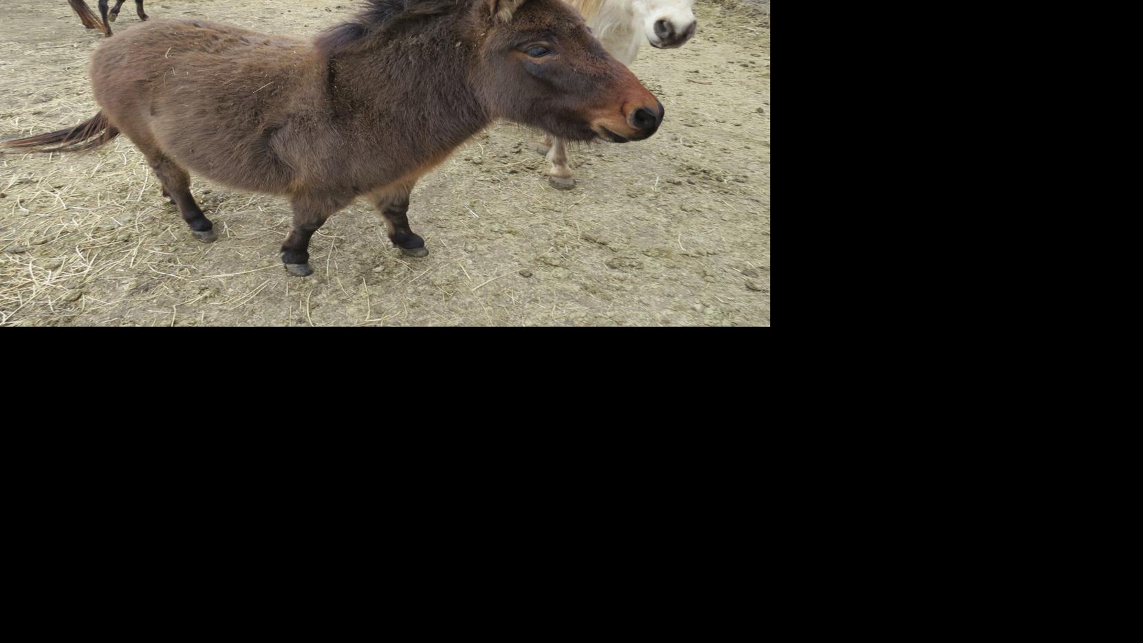 All about the horses