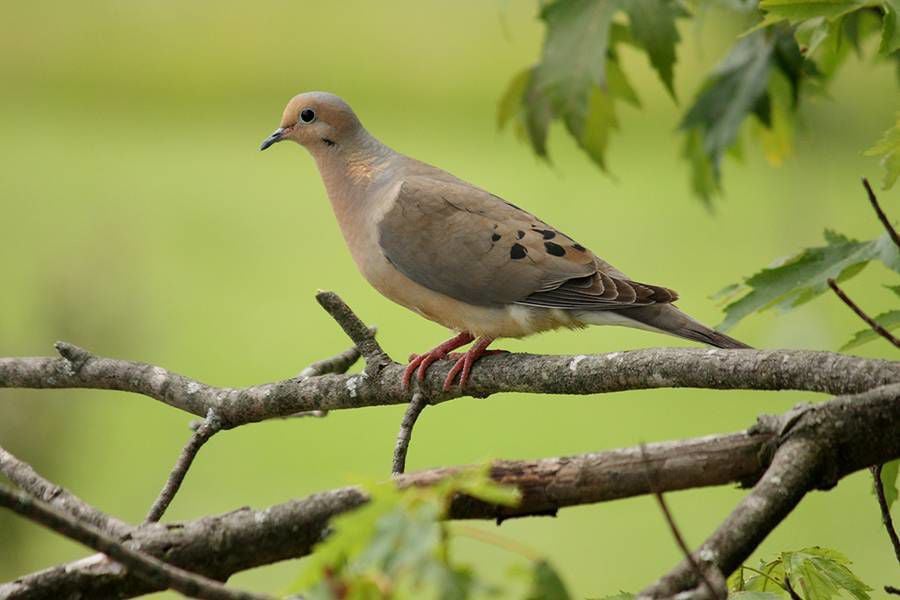 Dove season will be here before you know it