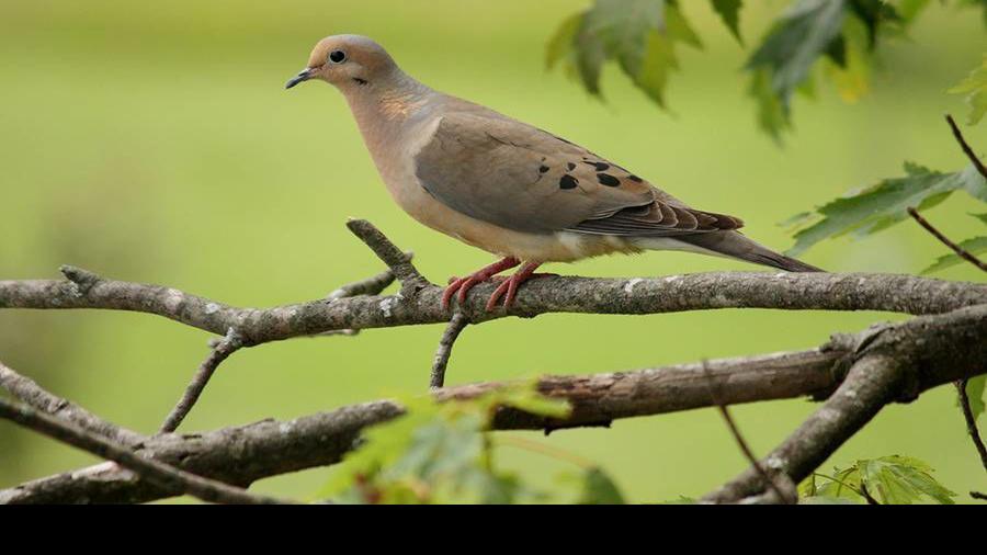 Dove season will be here before you know it Local