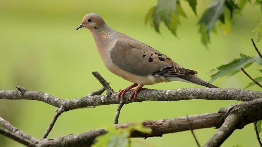 Dove season will be here before you know it Local