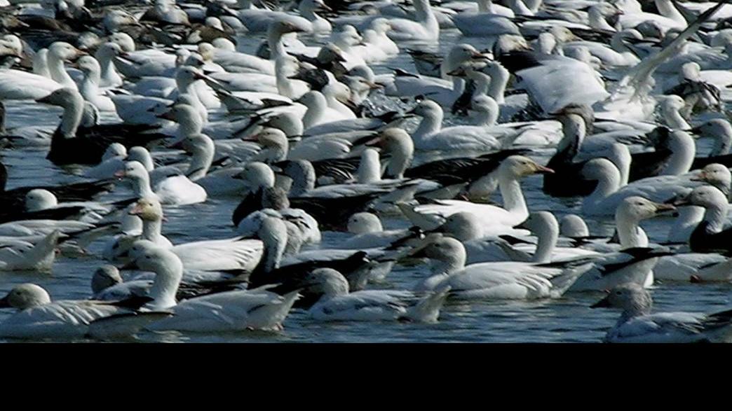 Snow goose season in Nebraska is almost here Local