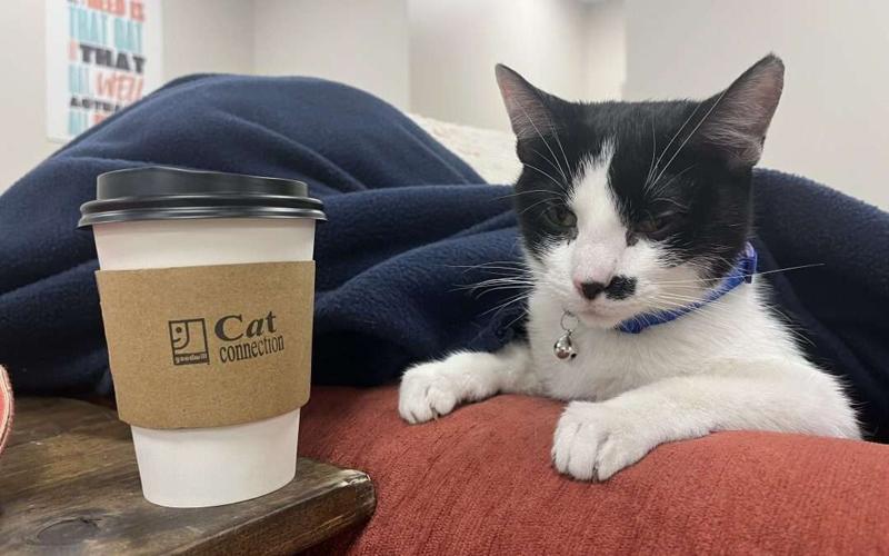 Goodwill’s Cat Connection becomes Lincoln’s first cat café