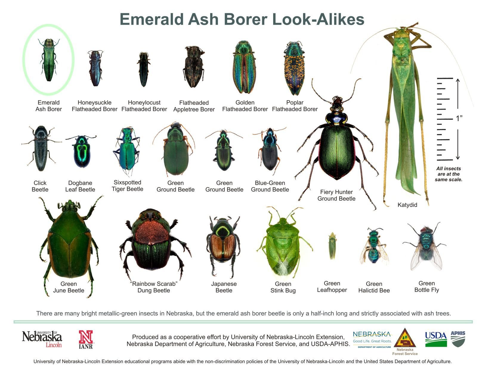 Emerald Ash Borer has come to Nebraska