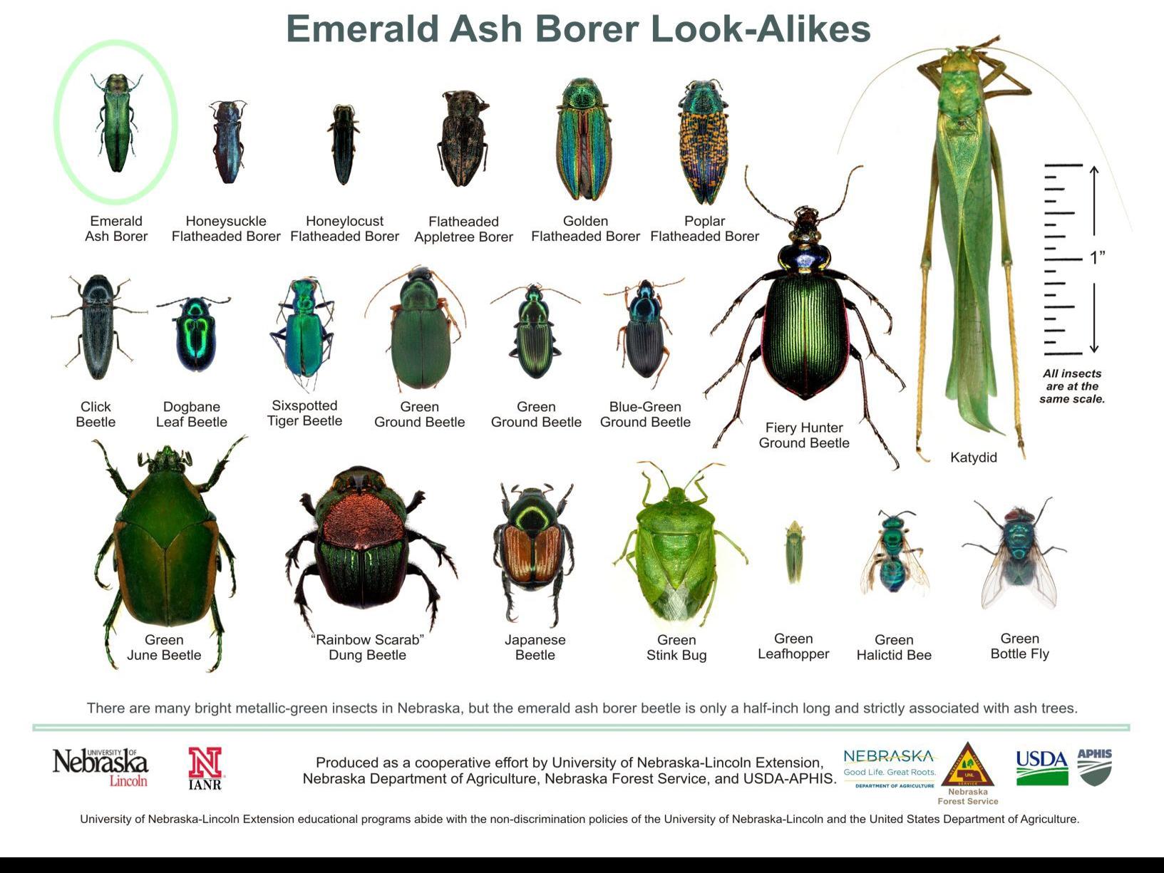 Emerald Ash Borer has come to Nebraska