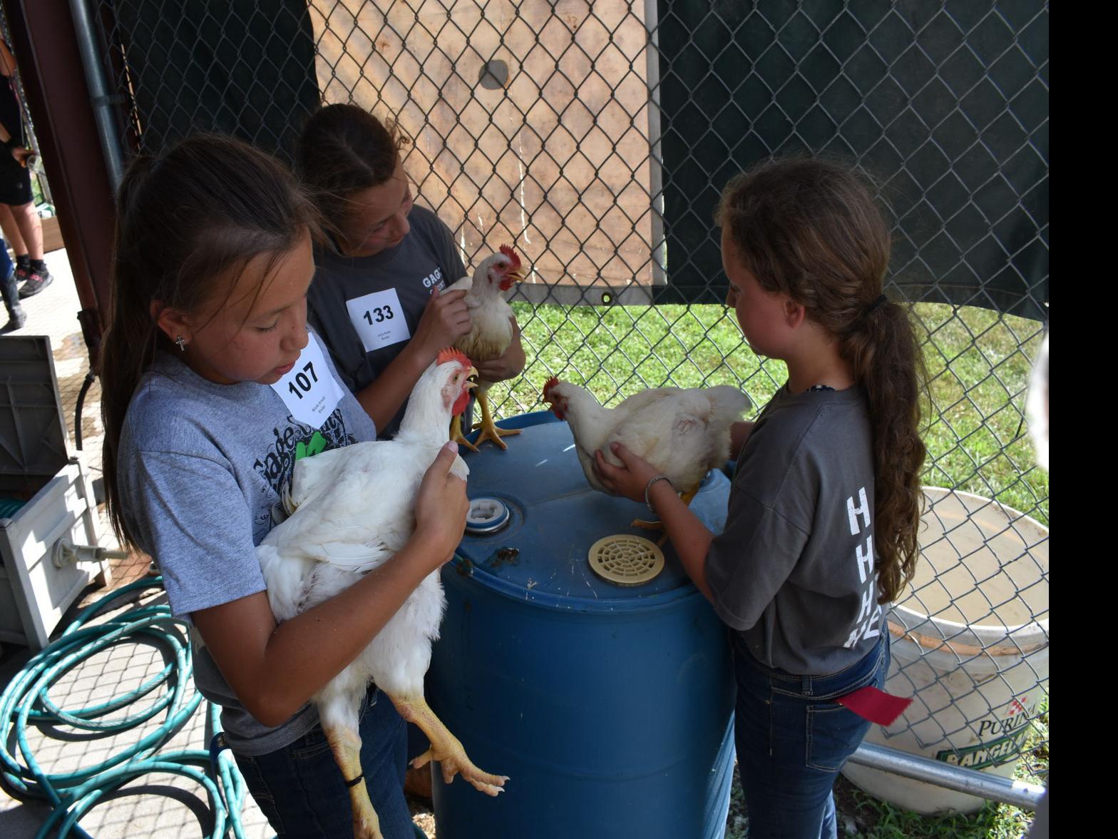 Gage County Fair 2022