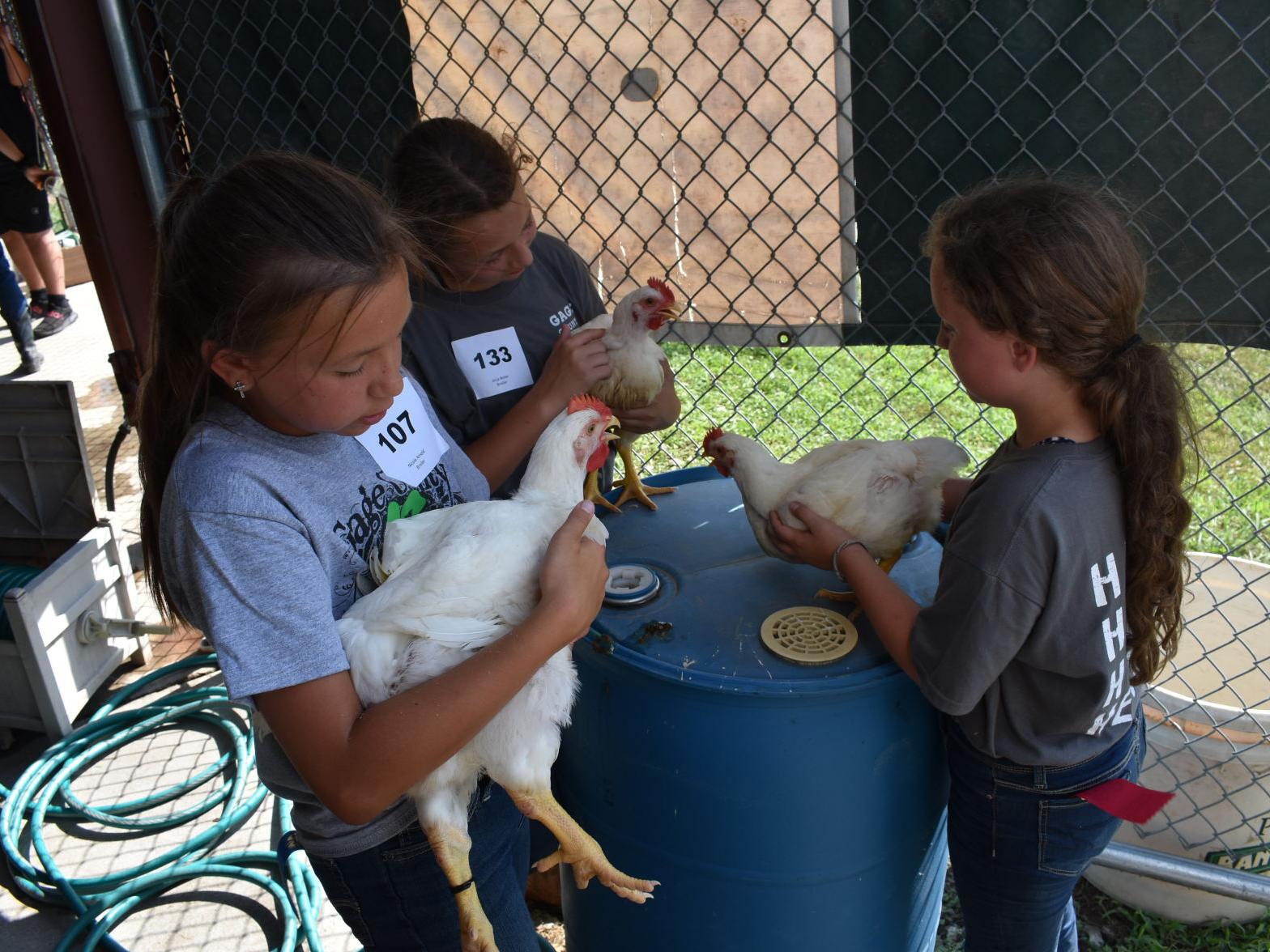 Animal Shows Begin At The Gage County Fair Local News Beatricedailysun Com Gage County Fair 2022