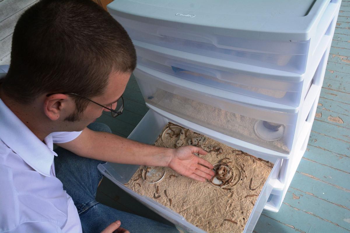 Roaches And Worms Direct To You Skeeter S Feeders Offers Insect