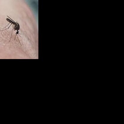 So…just how do mosquitoes find me?