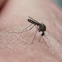 So…just how do mosquitoes find me?