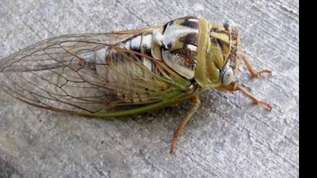 Do cicadas really predict when winter is coming?