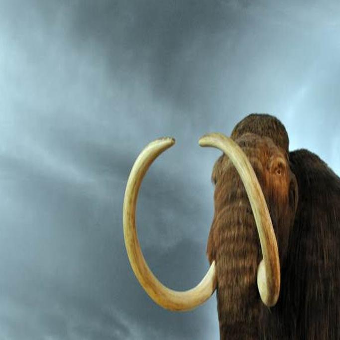 Is A Modern Day Hunt For Wooly Mammoth Possible Local Beatricedailysun Com