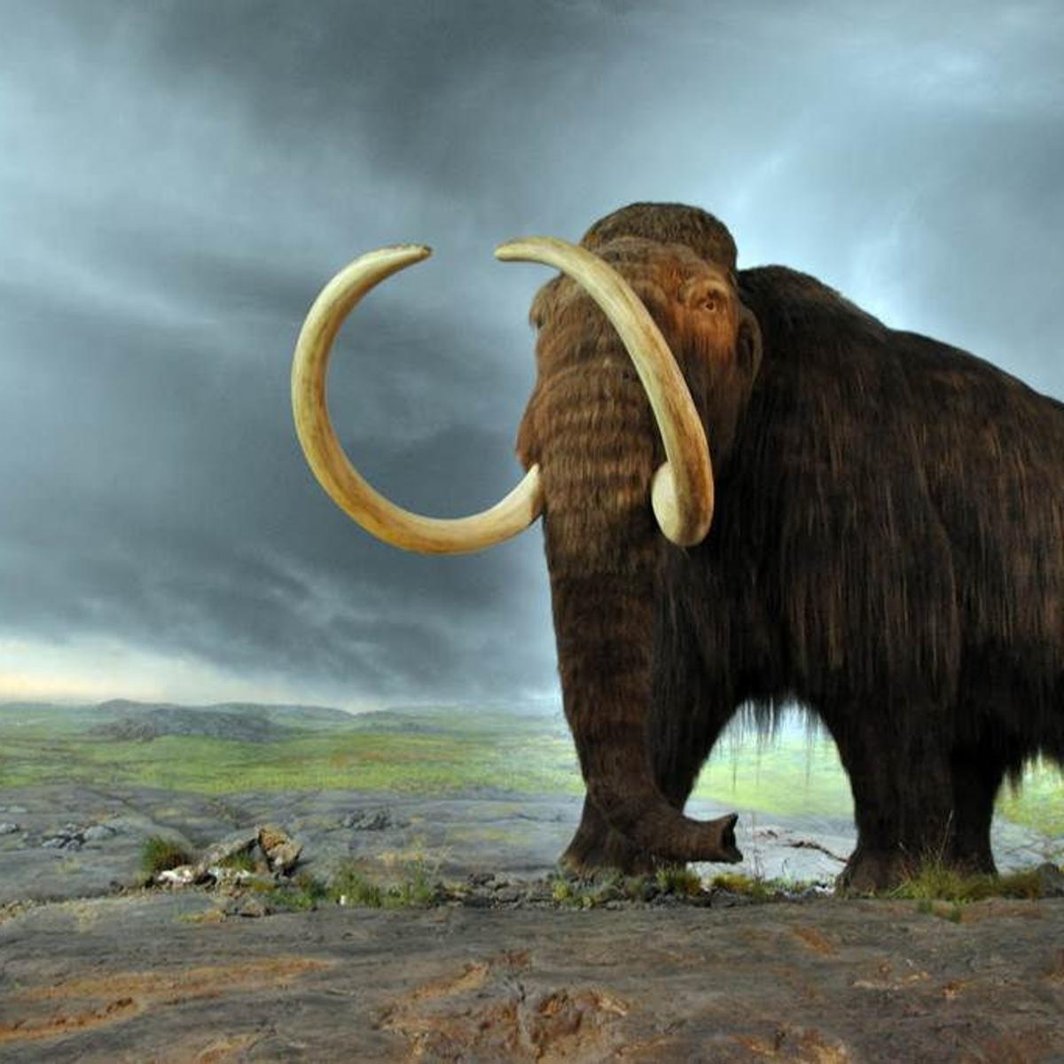 Is A Modern Day Hunt For Wooly Mammoth Possible Local Beatricedailysun Com