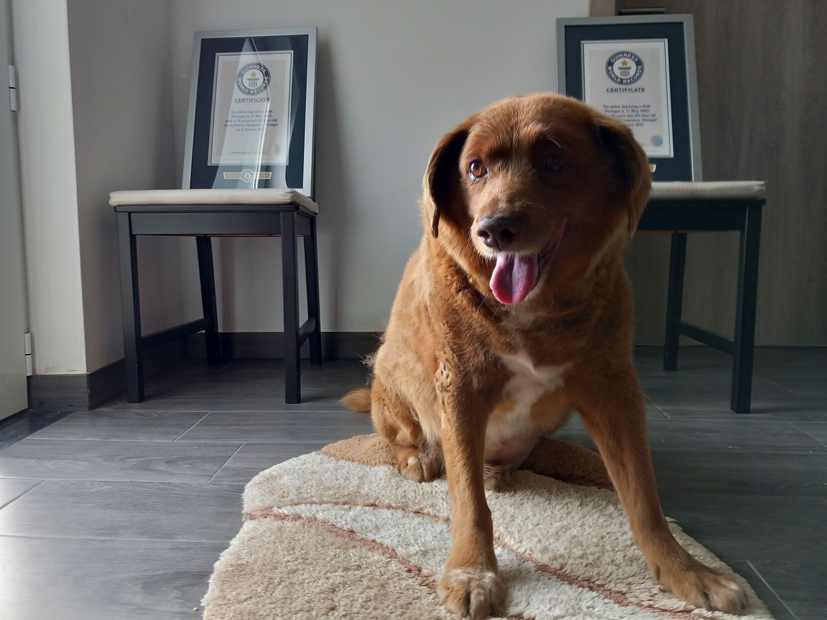 World s oldest dog loses title after Guinness investigation