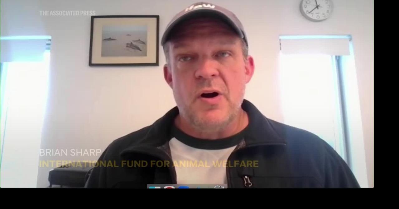 Historically bad year for dolphin strandings on Cape Cod has scientists looking for answers