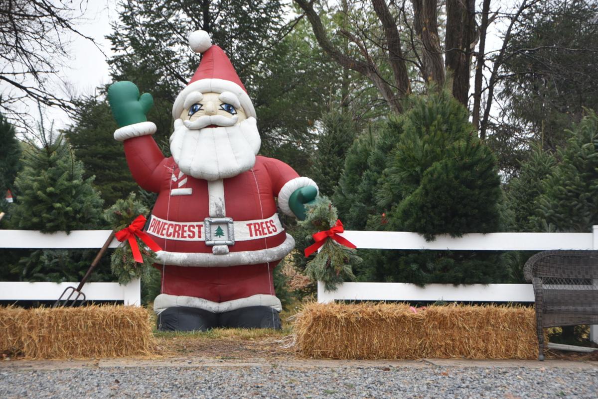 Pinecrest Tree Farm Celebrates 25 Years Under Current Ownership Local News Beatricedailysun Com