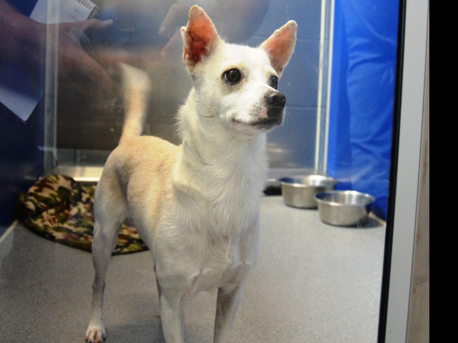 A Shelter From The Storm Beatrice Humane Society Takes In Animals