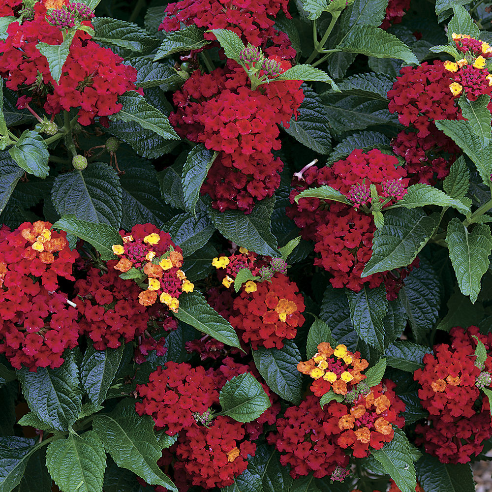 Sarah Browning Lantana varieties add color, draw bees