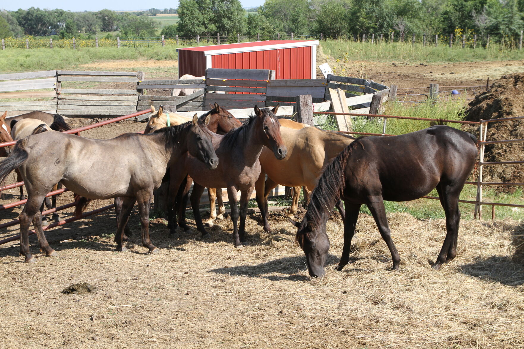 Horses on seized horses continued